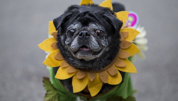 17 Dressed Up Dogs -- See the Halloween Pup Parade