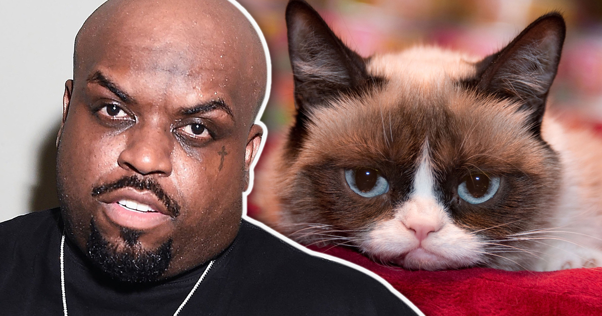 TMZ's Famous Felines -- Celebrate #NationalCat Day! (VIDEO)