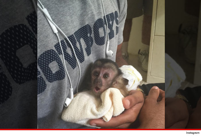 Dez Bryant -- Cops Aware of 'Alleged Illegal Possession' Of Monkey