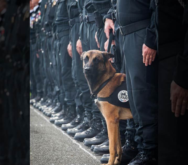 Paris Terror Attacks -- Diesel The Police Dog Killed During Raid