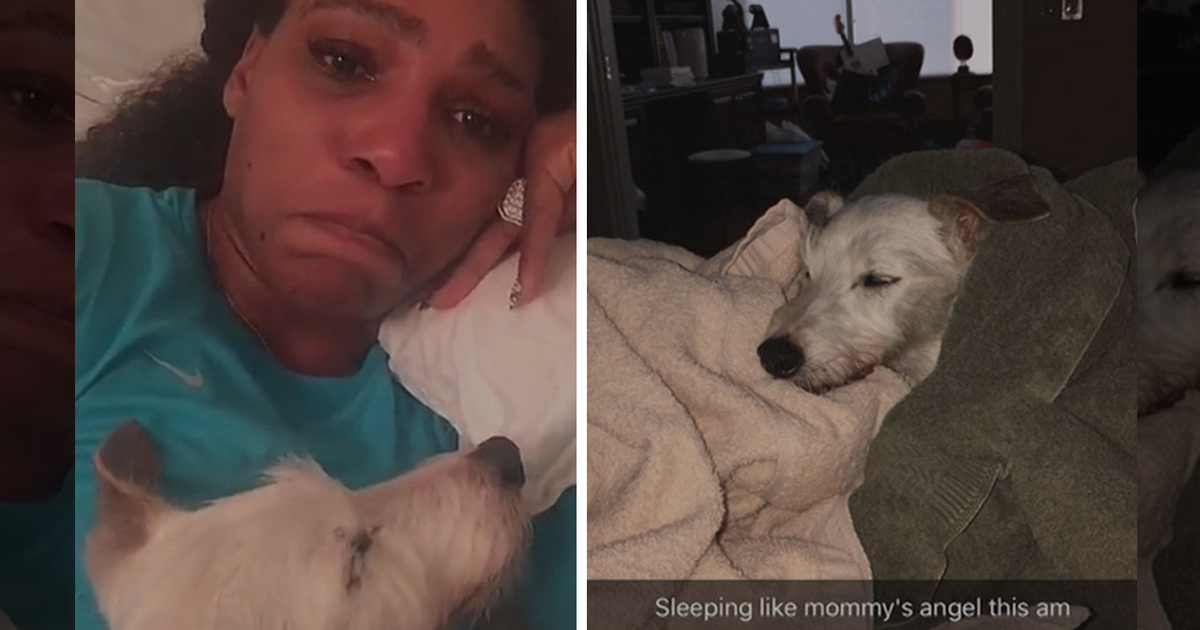 Serena Williams -- My Dog Is Dying ... And It's Breaking My Heart (Update)