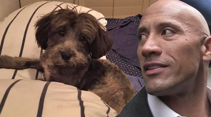 Dwayne 'The Rock' Johnson Helps Save 'The Rock' ... Doggie Version