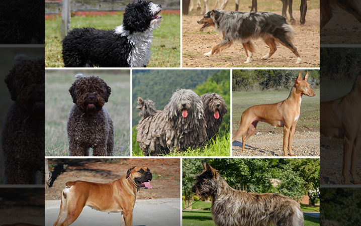 National Dog Show -- 7 New Sanctioned Pooches