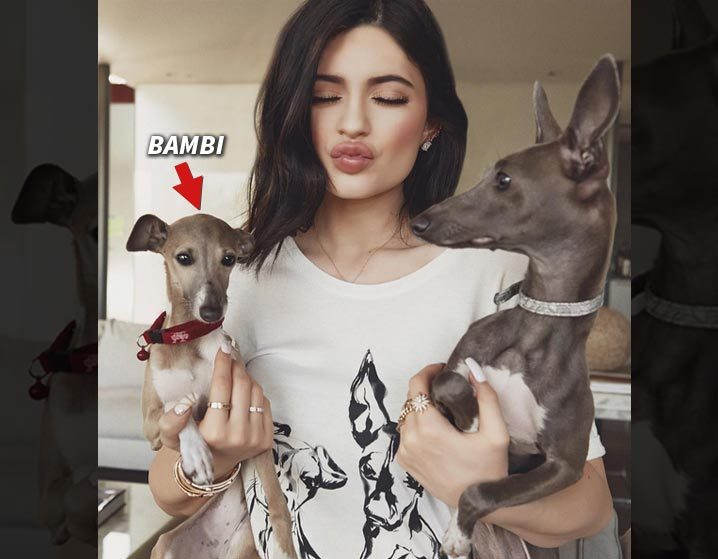 Kylie Jenner -- Animal Control Investigates for Dog Neglect