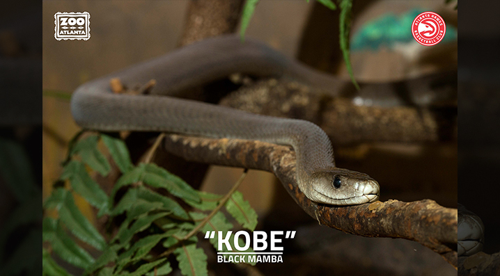 Kobe Bryant -- ATL Zoo Names Black Mamba ... After Black Mamba