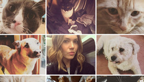 Mandy Moore -- My Divorce Is Going to the Dogs ... and Cats Too
