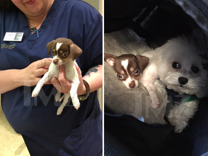 Ray J -- My New Puppy Almost Died!! And It Cost Me A Fortune