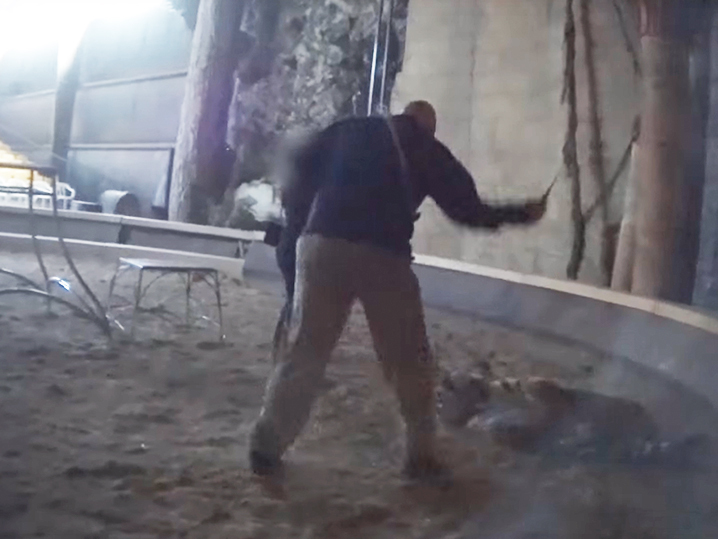 Hollywood Animal Trainer -- Video of Vicious Tiger Whipping (VIDEO)