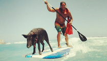Instagram's Surfing Swine -- See The Hawaiian Hog Hang Ten