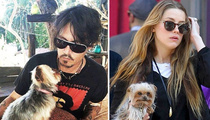 Johnny Depp, Amber Heard -- A Dog House Divided 