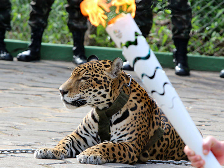 Rio Olympics -- 'Mascot' Jaguar Shot Dead After Torch Ceremony - TMZ.com