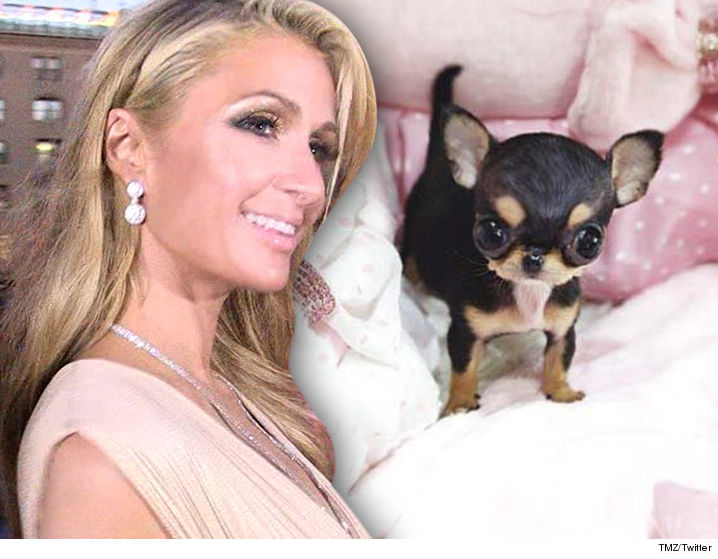 1011-paris-hilton-tiniest-dog-ever-TMZ-TWITTER-02