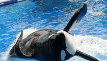 SeaWorld Whale Tilikum Dead at 36