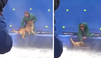'A Dog's Purpose' Video Triggers Suspension