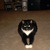 Commenter's Avatar